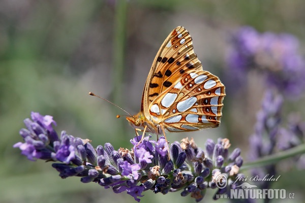 Queen of Spain Fritillary (Issoria lathonia)