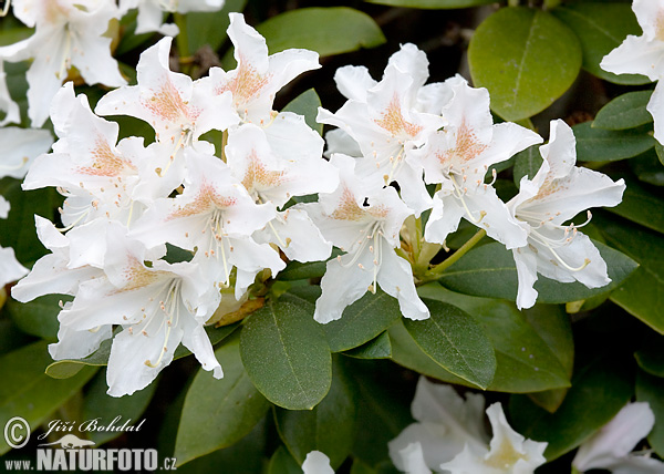 Rhododendron