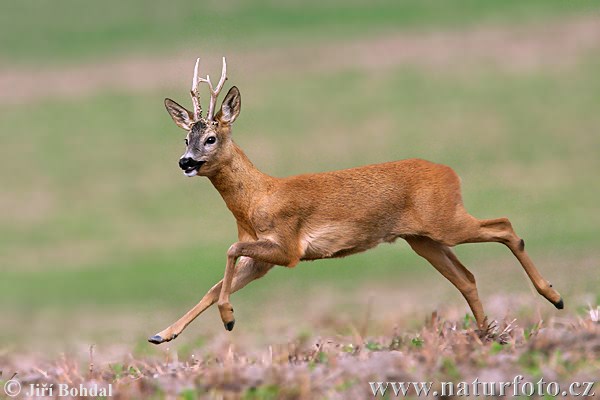 http://www.naturephoto-cz.com/photos/others/roe-deer-5220.jpg