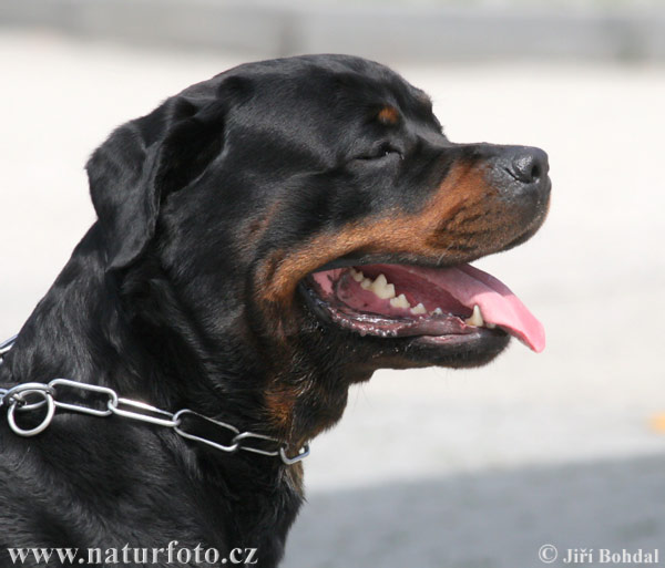 http://www.naturephoto-cz.com/photos/others/rottweiler-22089.jpg