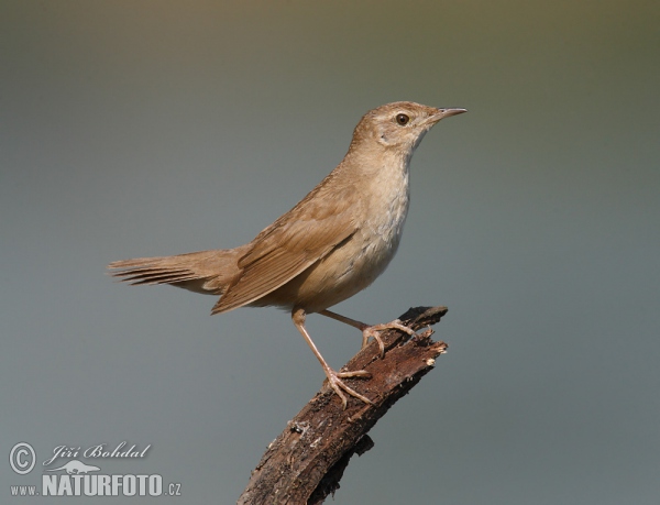 Savi's Warbler (Locustella luscinioides)