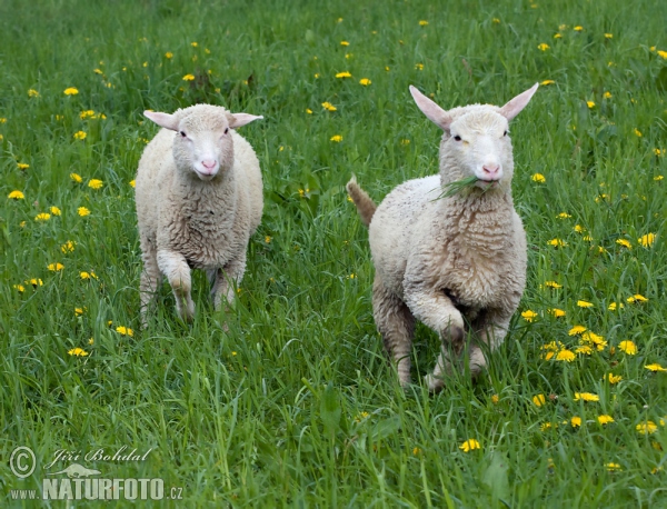 Sheeps (Ovis aries)