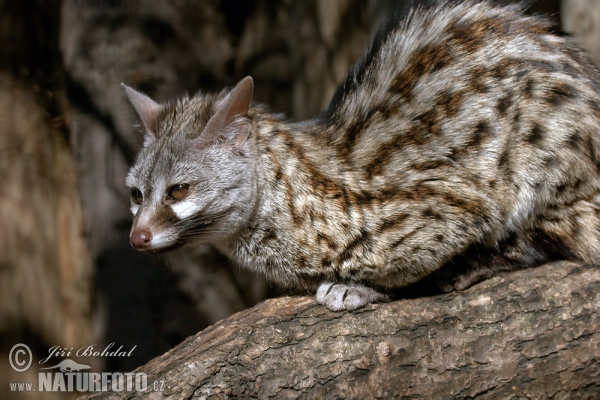 small-spotted-genet-46443.jpg