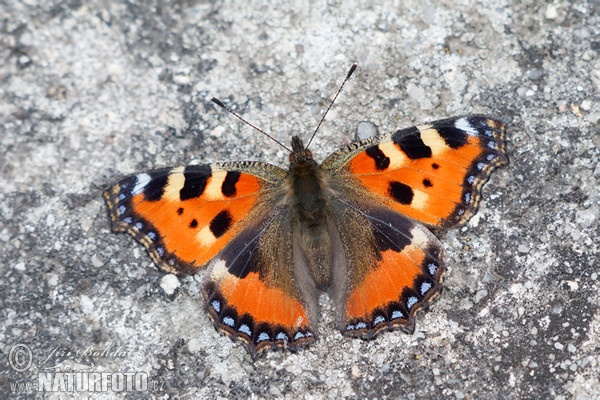 Small Tortoiseshell (Aglais urticae)