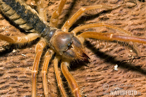 Solifuge (Galeodes graecus)