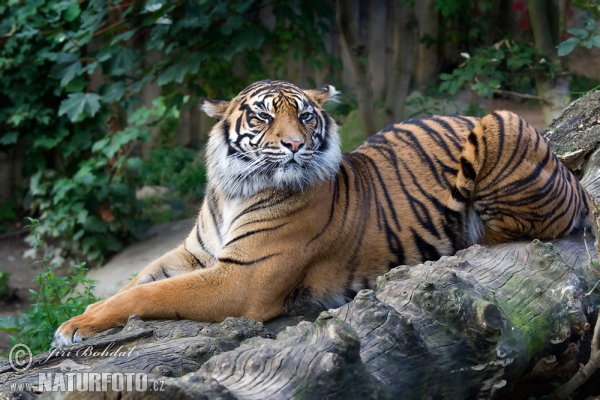 Sumatran Tiger (Panthera tigris sumatrae)