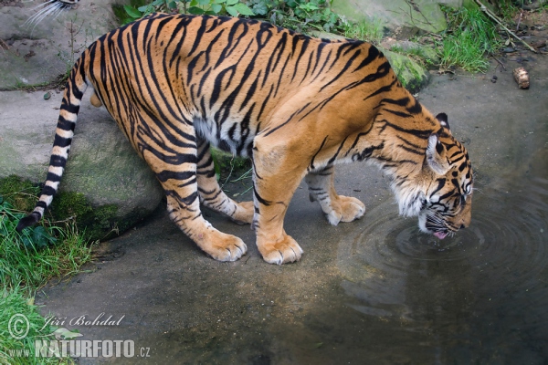 Sumatran Tiger (Panthera tigris sumatrae)