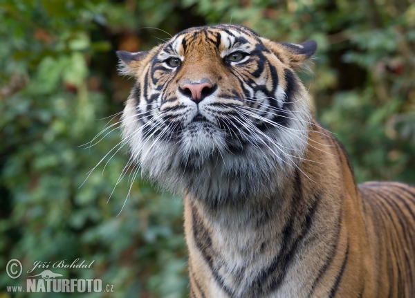 Sumatran Tiger (Panthera tigris sumatrae)