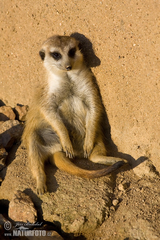 Suricata