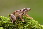Шумска жаба