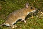 Жутогрли миш