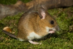 Жутогрли миш