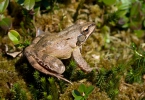 Шумска жаба