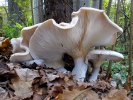 agarico nebbioso