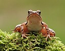 Agile Frog