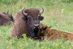 American Bison