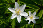 Anemone nemorosa