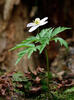 Anemone nemorosa