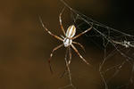 Argiope lobata