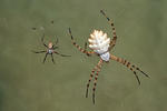 Argiope lobata