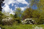 Azalea-Rododendro