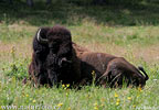 Bison d'Amérique du Nord