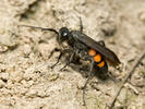 Black Banded Spider Wasp