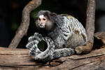 Black-penicilled Marmoset