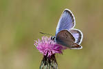 Blue Butterfly