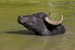 Búfalo de agua