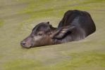 Búfalo de agua