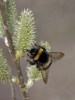 Buff-tailed bumblebee