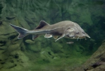 Cá tầm Beluga