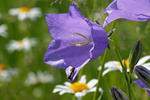 Campanula persicifolia