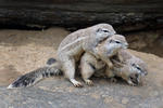 Cape ground squirrel