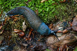 Carpathian Blue Slug