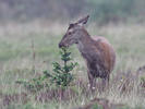 Cerf élaphe