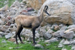 Chamois