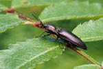 Click Beetle