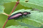 Click Beetle