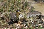 Cobra-de-água-de-colar