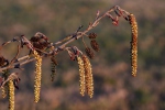 Common Alder