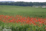 Common Poppy