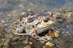 Common Spadefoot