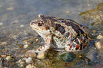 Common Spadefoot