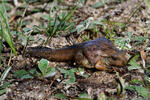 Common Spadefoot