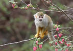 Common Squirrel Monkey