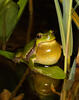 Common Tree Frog