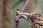 Corylus avellana