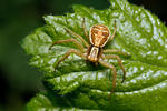 Crab Spider